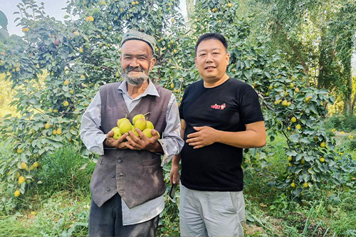 Sourcing the best Korla fragrant pears by going deep into the production area
