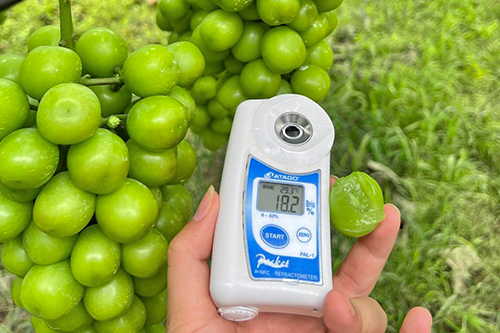 Measuring the sweetness of Shine Muscat by going deep into the planting base