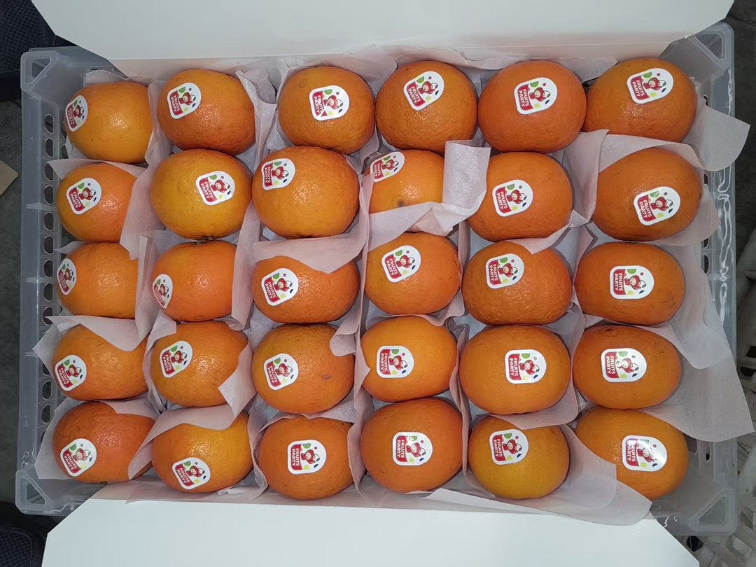 2026年沃柑出口季正在进行时，FRUITS PARTY享誉国外市场