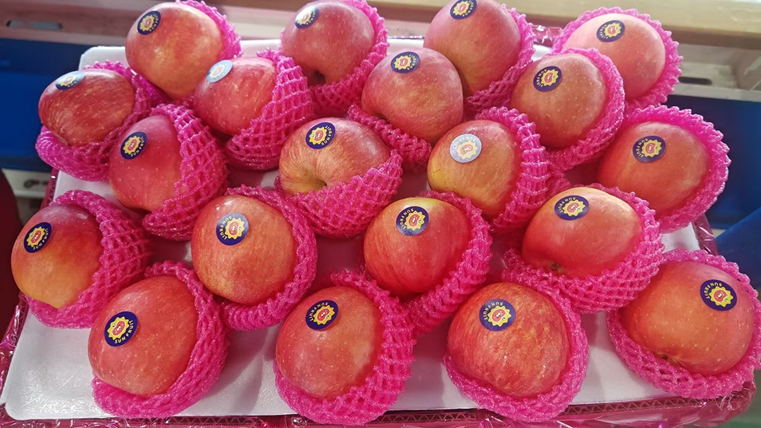 三门峡苹果飘香海外，26年苹果出口业务持续增长