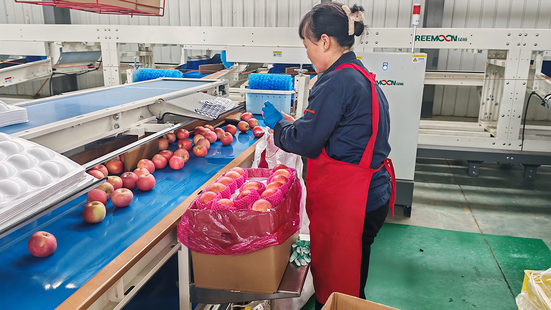 三门峡苹果飘香海外，26年苹果出口业务持续增长