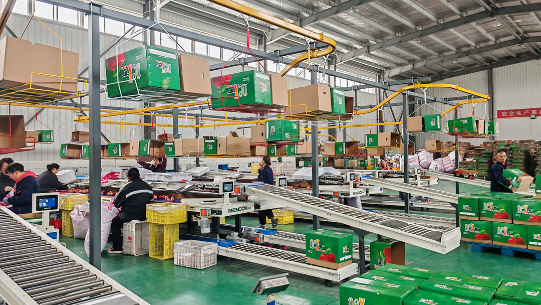 三门峡苹果飘香海外，26年苹果出口业务持续增长