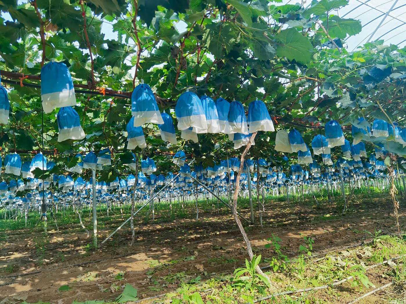 In September 2023, the Mountain Fruit Romance Sunshine Rose Planting Base achieved a bountiful harvest