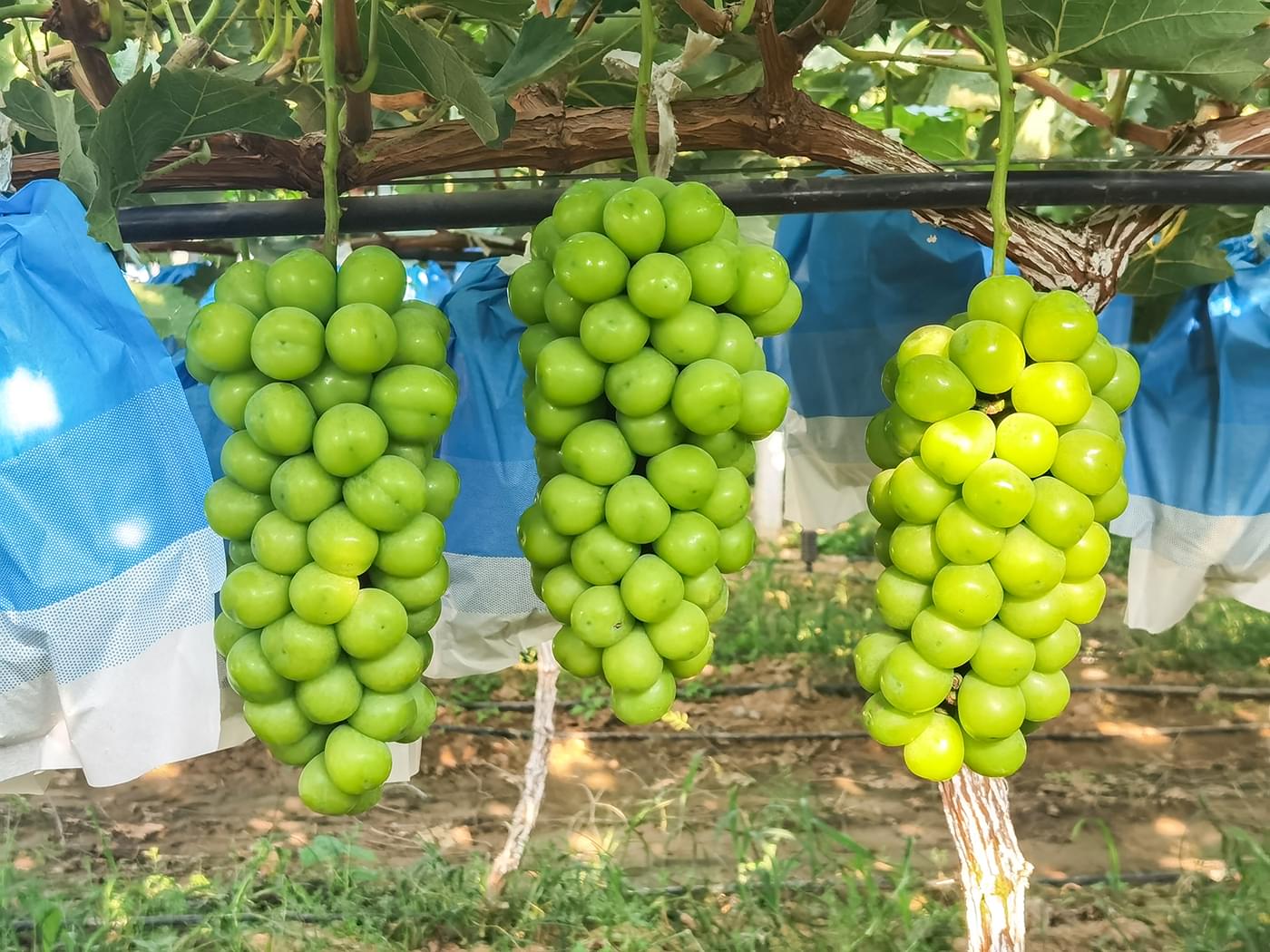 In September 2023, the Mountain Fruit Romance Sunshine Rose Planting Base achieved a bountiful harvest