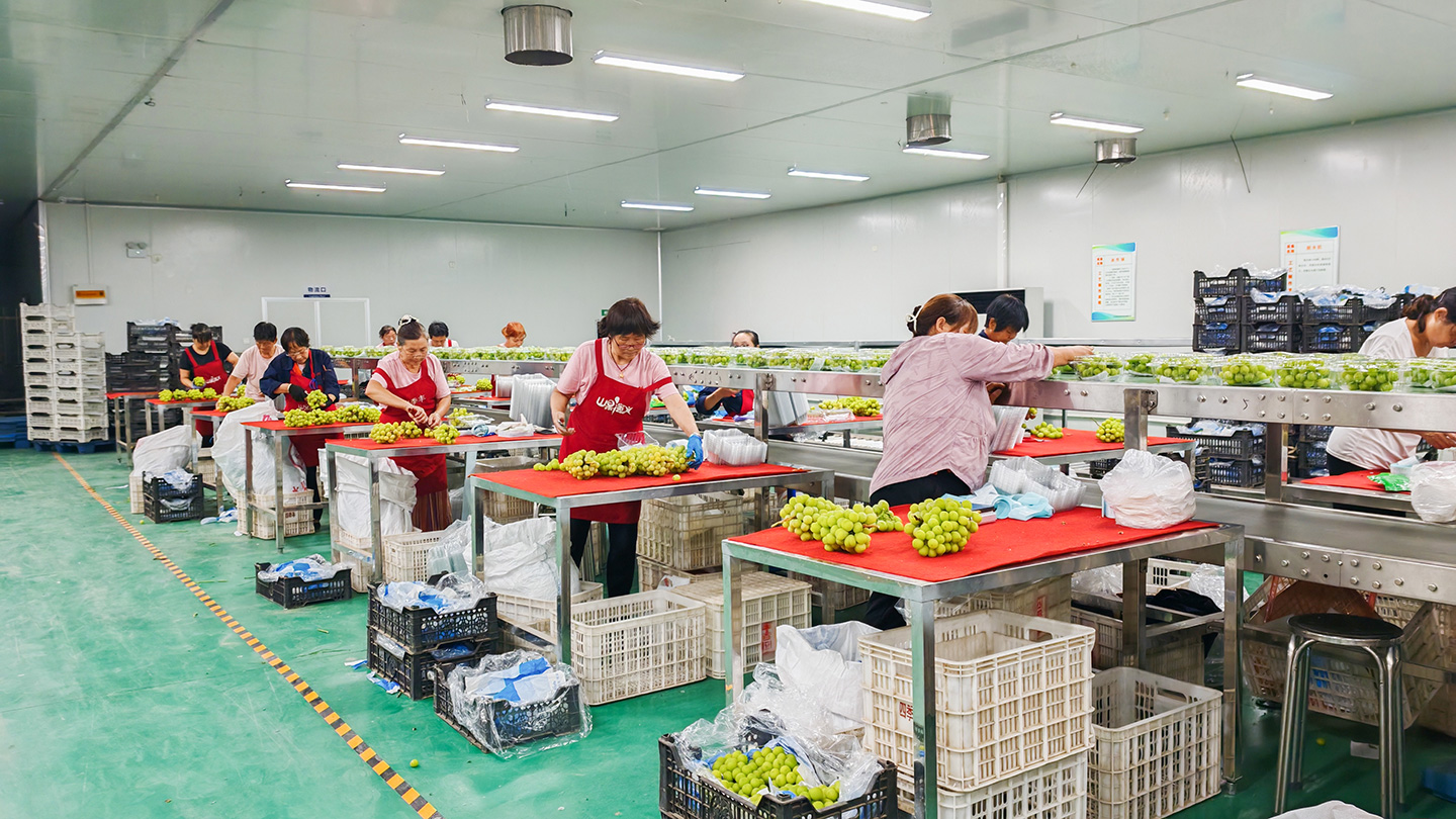 FRUITS PARTY全新恒温分拣车间正式投入使用