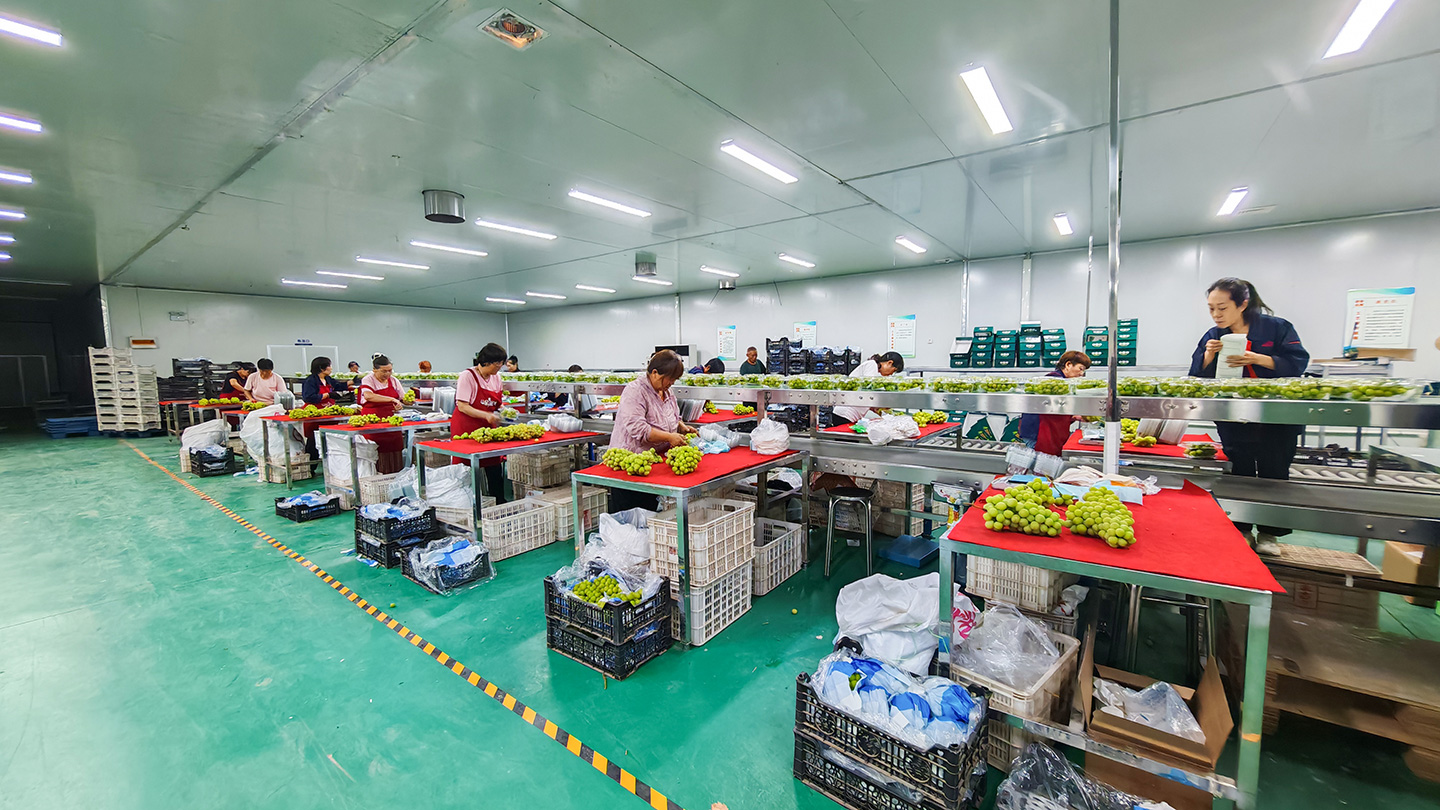 FRUITS PARTY全新恒温分拣车间正式投入使用